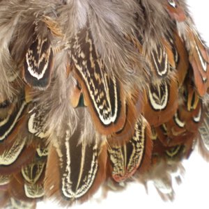 Feather Pheasant Grouse
