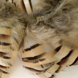 Feather Pheasant Almond